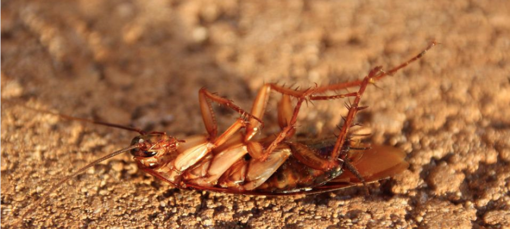 cockroaches in north carolina        
        <figure class=